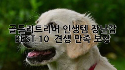 골든리트리버🐶 인생템 장난감 BEST 10 🏆 (견생 만족 보장!)